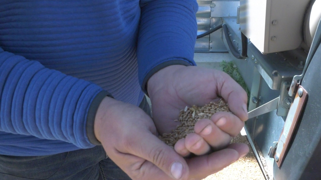 AI Grades Grain with Unprecedented Accuracy