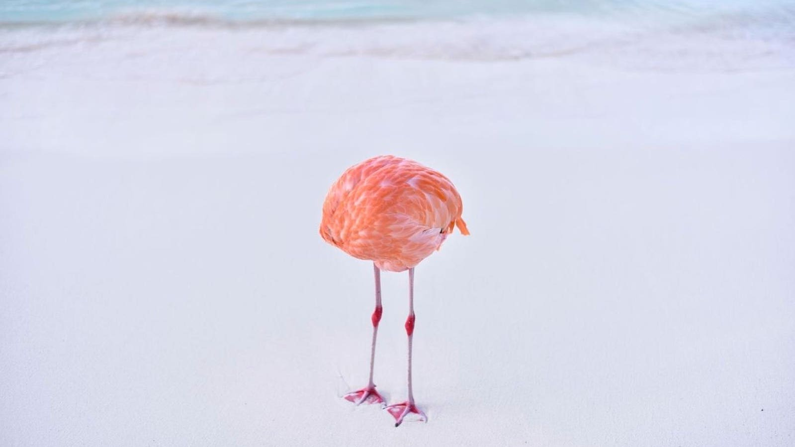Flamingo Fiasco