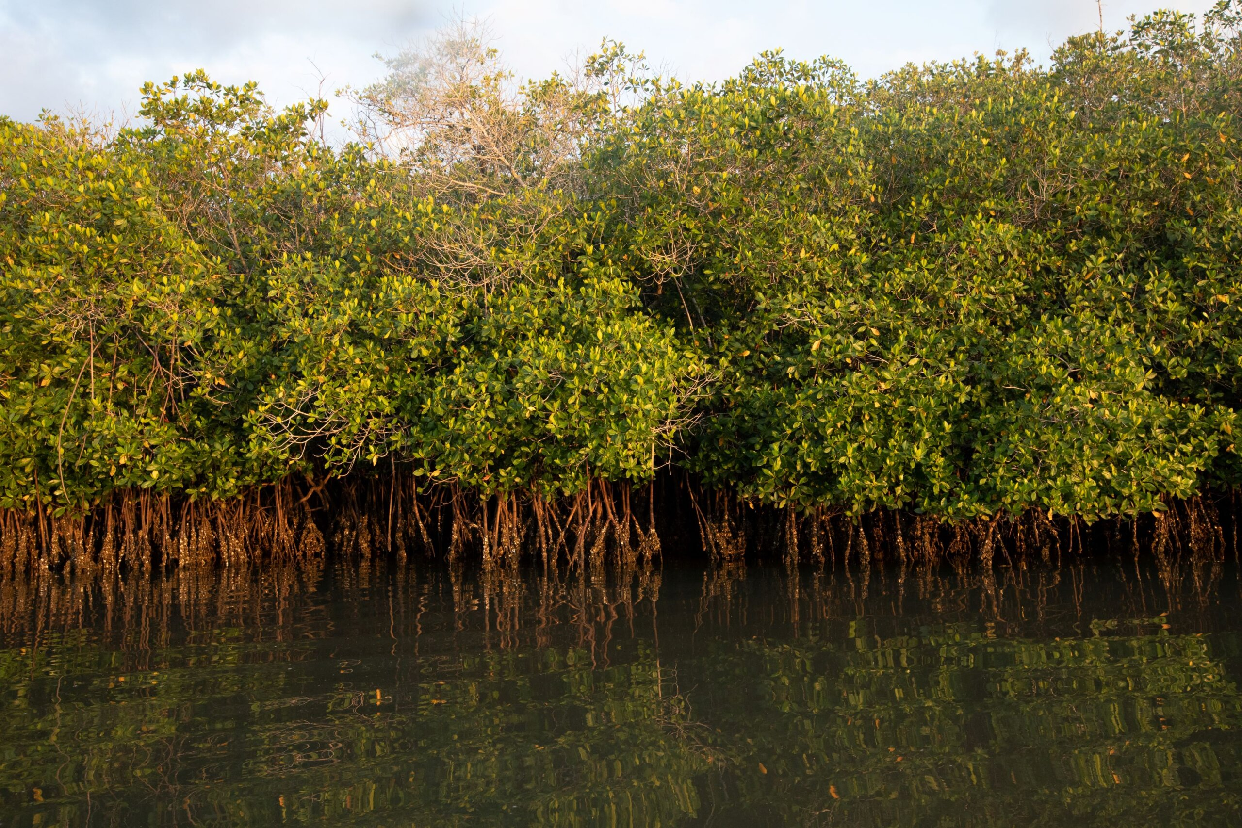 AI and Mangrove Conservation – How ManglarIA is Tackling Climate Threats