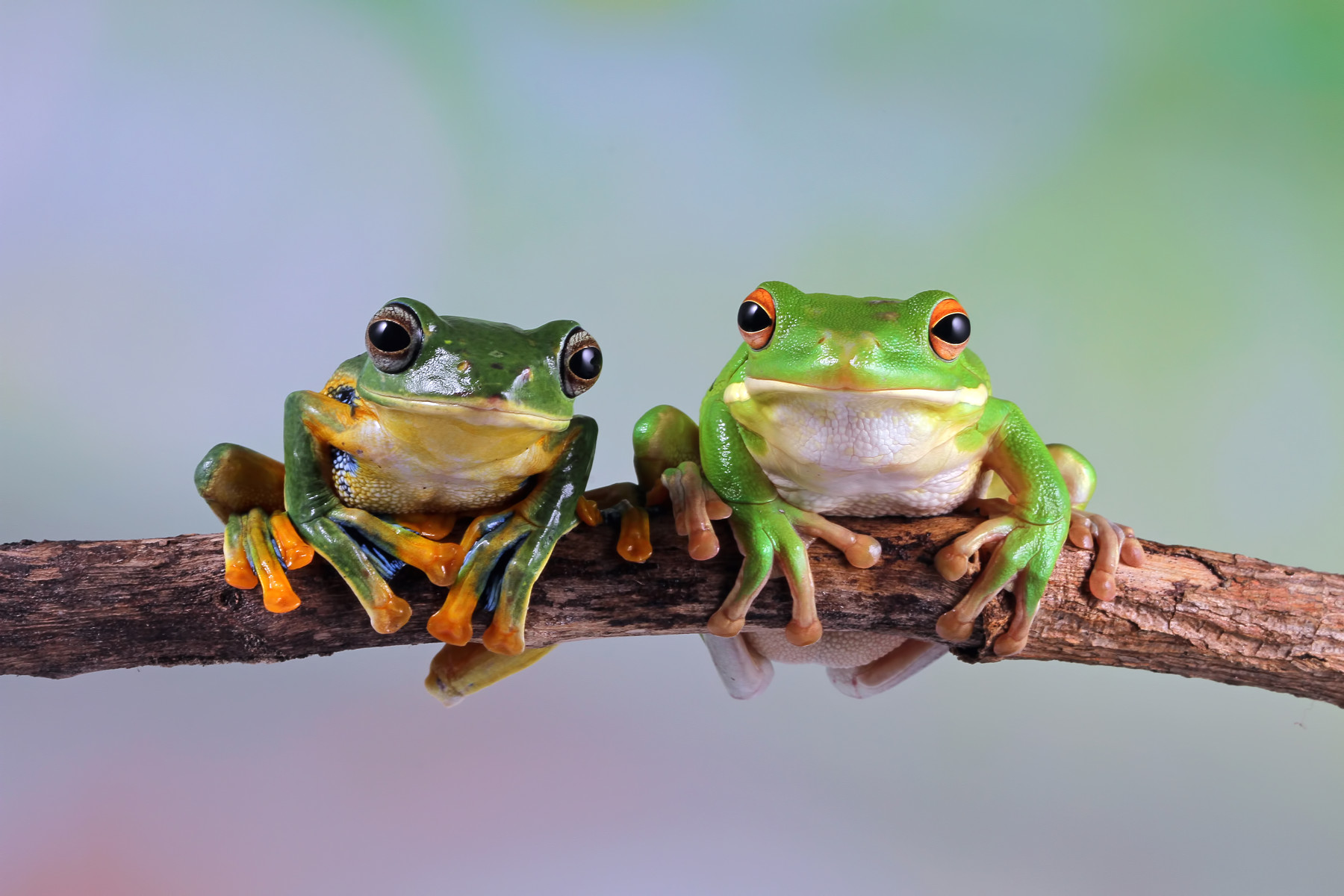 AI Unravels Genetic Diversity in Brazilian Amphibians