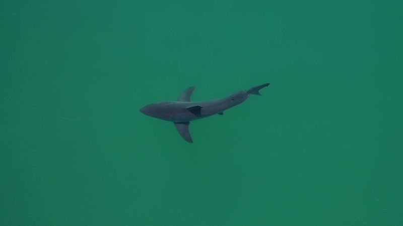 AI Drones Revolutionize Shark Detection at California Beach