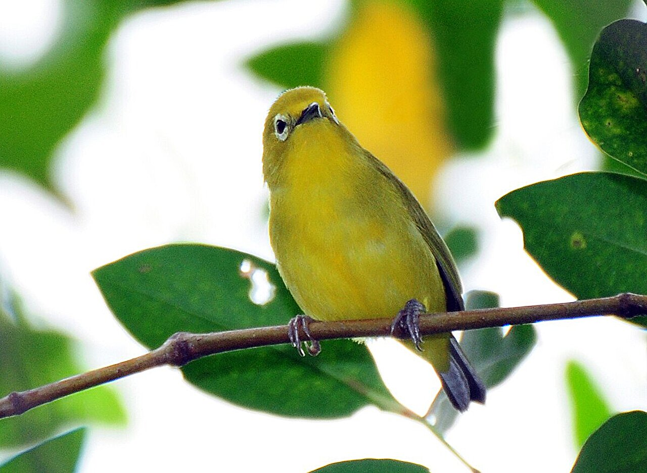 AI-Powered Birdsong ID Tackles Wildlife Trafficking