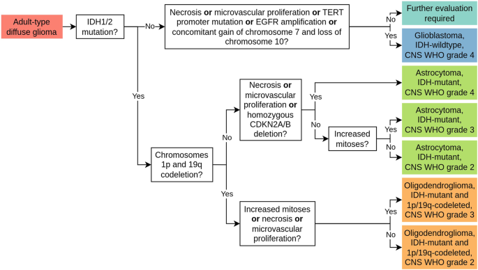 AI Unveils Glioma Diagnosis – From H&E Stains to Molecular Insights