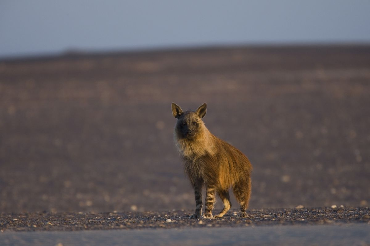 Innovative AI Tool Aims to Track Elusive Brown Hyenas