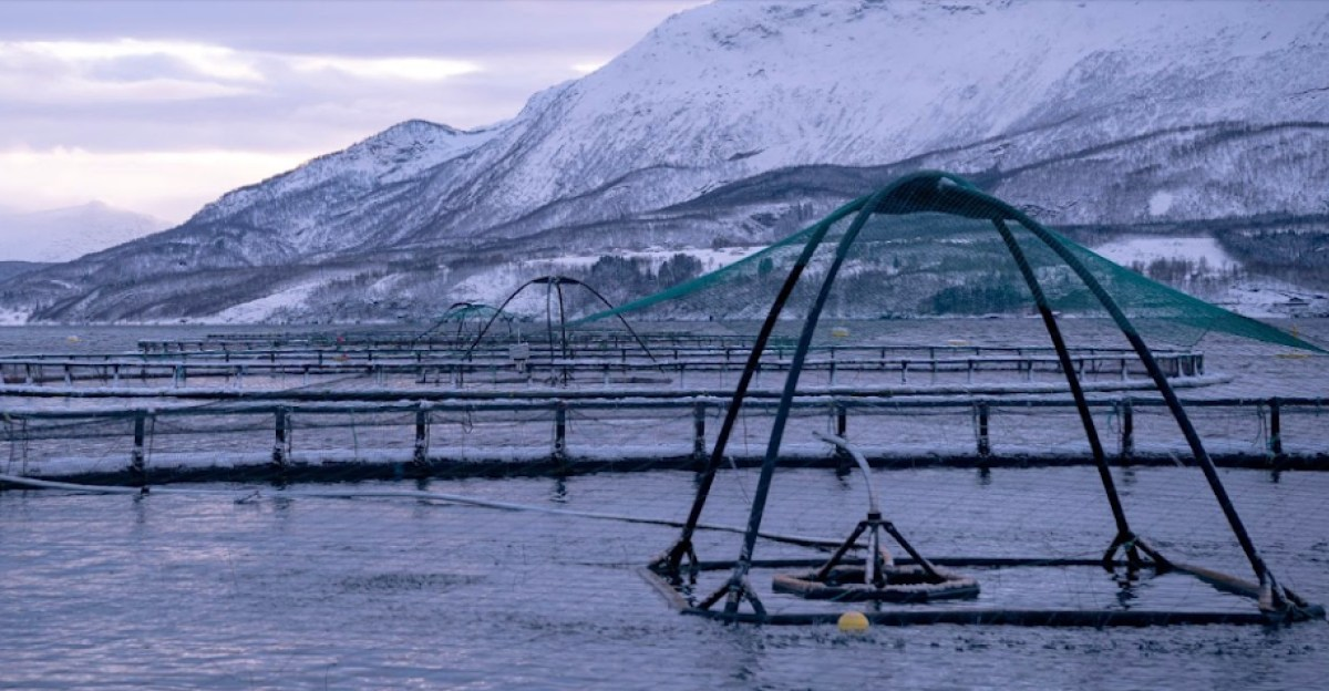Tidal Emerges as a Game Changer in Sustainable Salmon Farming