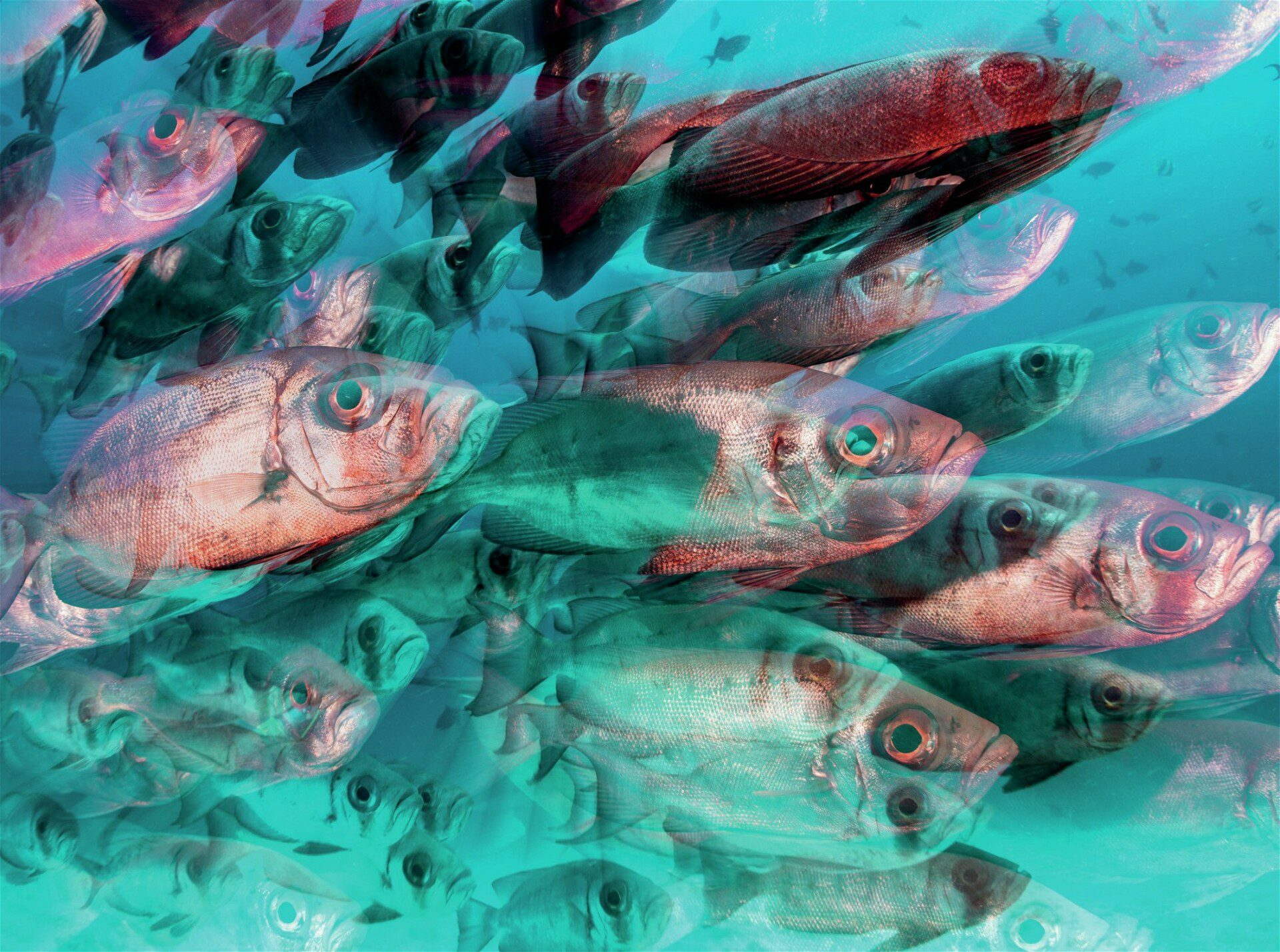 AI’s Impact on Underwater Photography