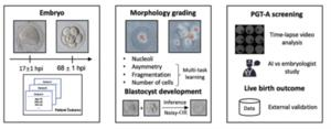 AI Revolutionizes Embryo Selection in IVF for Improved Success Rates