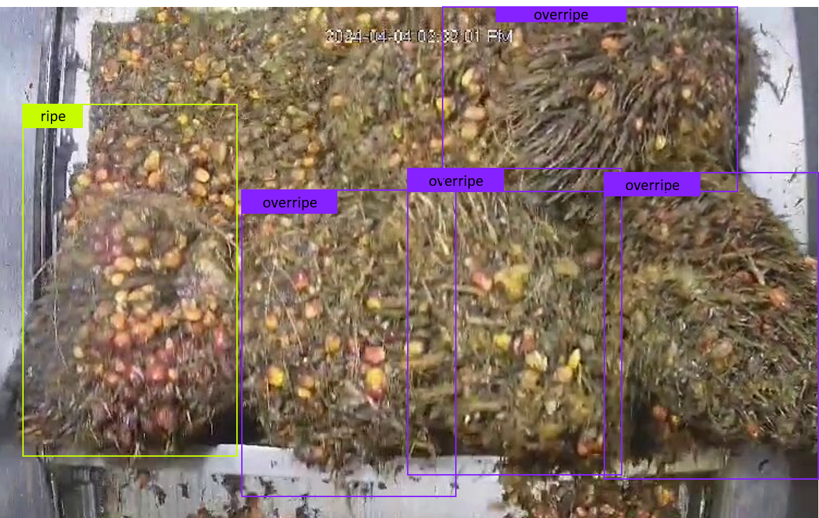 AI Boosts Oil Palm Harvest Efficiency in Colombia