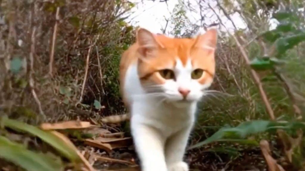 Open-Source AI Model Disrupts Video Generation Landscape