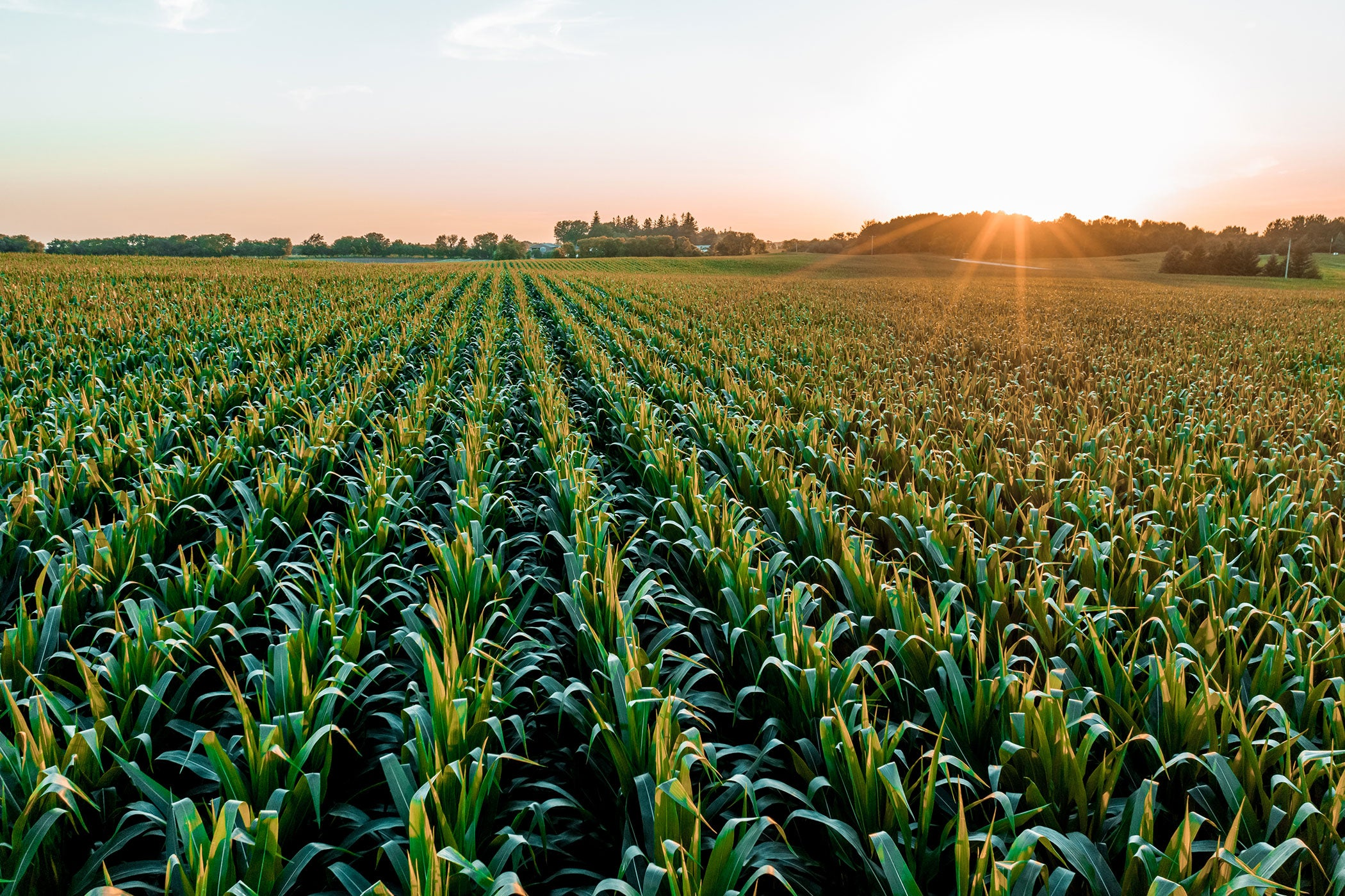 Syngenta Launches Cropwise AI to Transform Agriculture with Generative AI