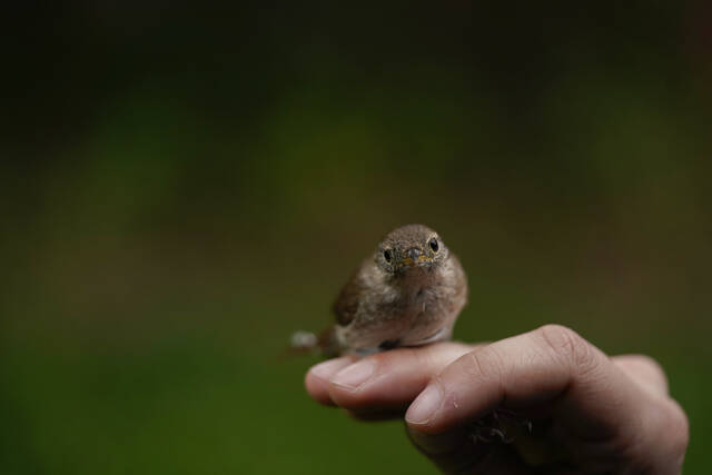 AI Takes Flight – How Technology is Transforming Birding