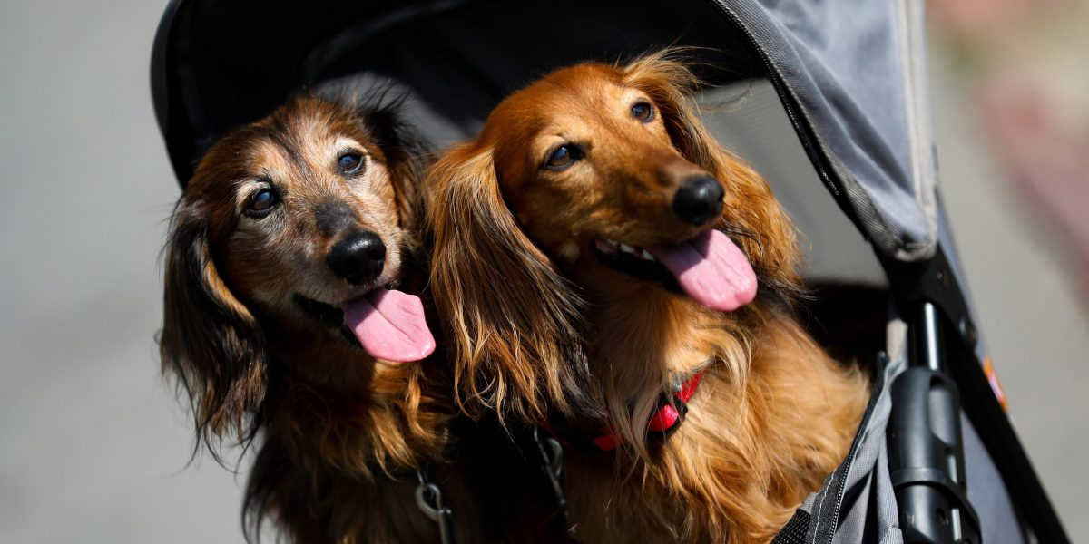 Mars Invests $1 Billion in Pet Care Tech and AI Innovations