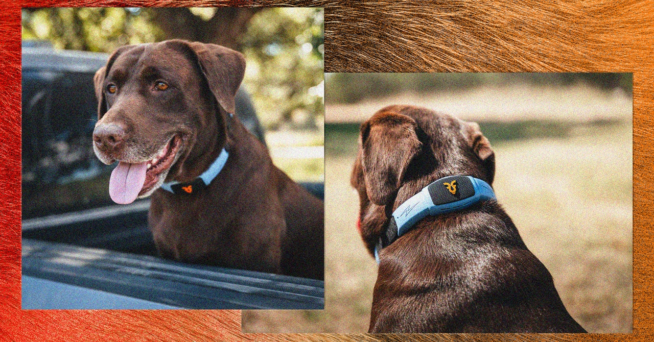 Revolutionizing Pet Communication with Shazam Collars
