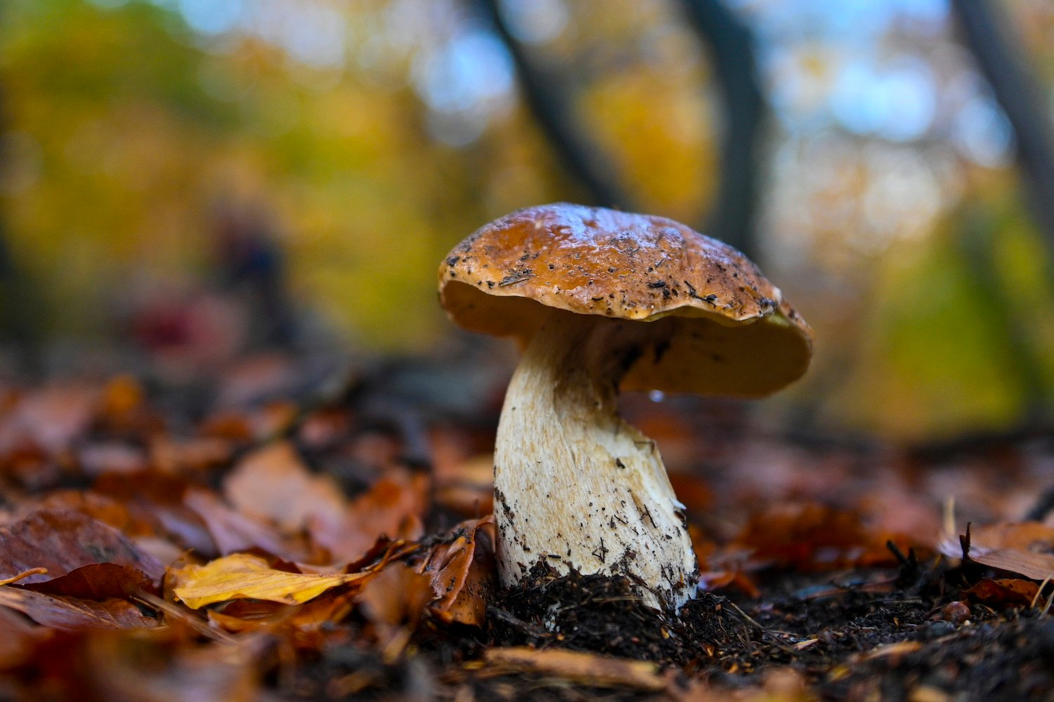 AI Gone Wild – The Dangers of Bad Advice in Cooking and Foraging