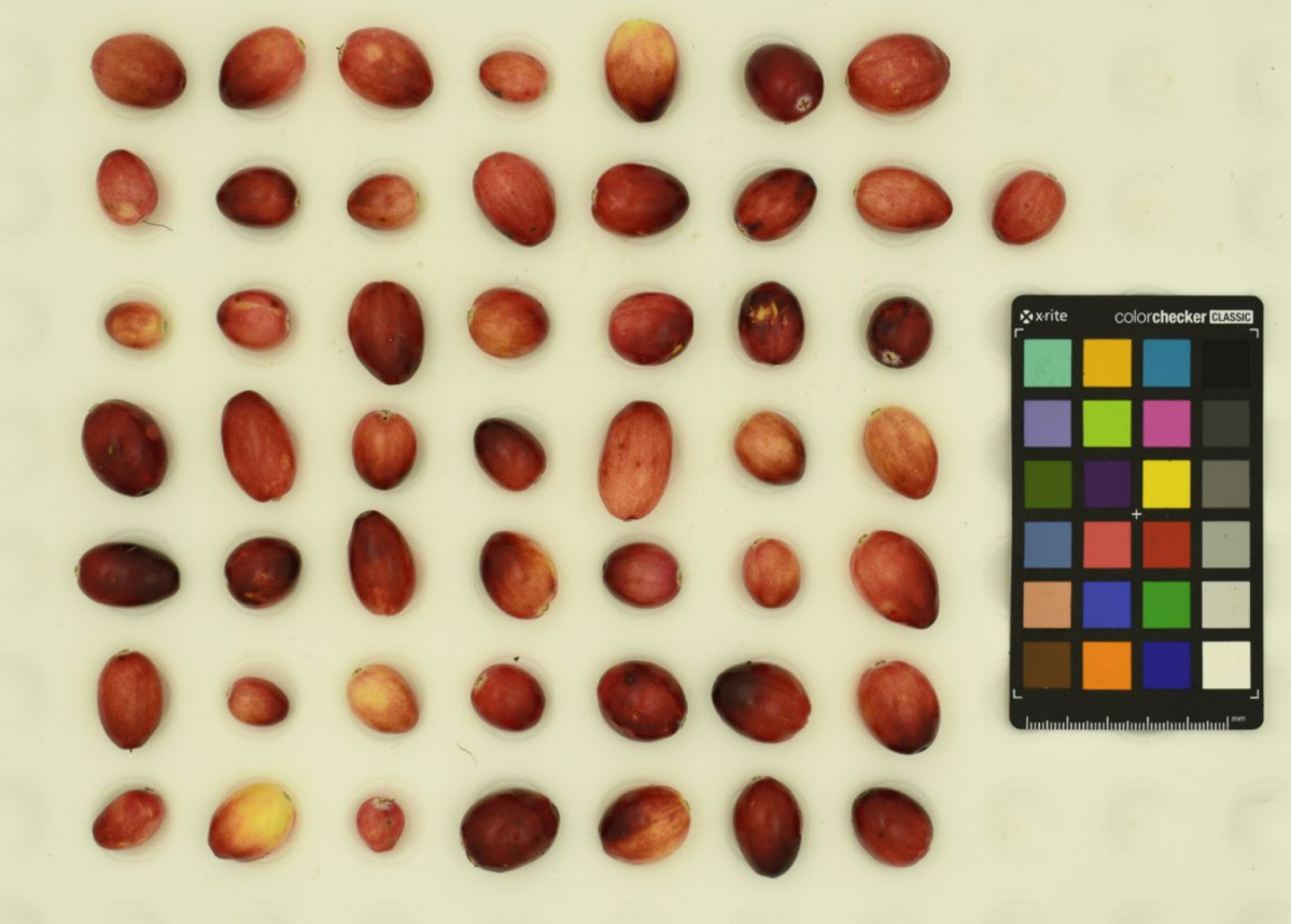 AI Innovations Set to Transform Cranberry Farming for Future Harvests