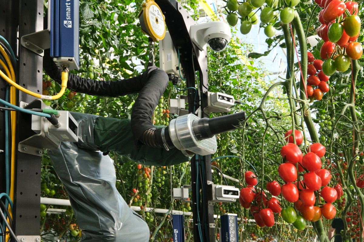 Innovative Robots Revolutionize Greenhouse Harvesting