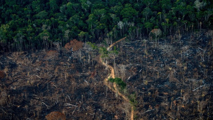 Microsoft’s Green Gamble – Restoring Forests for Carbon Credits