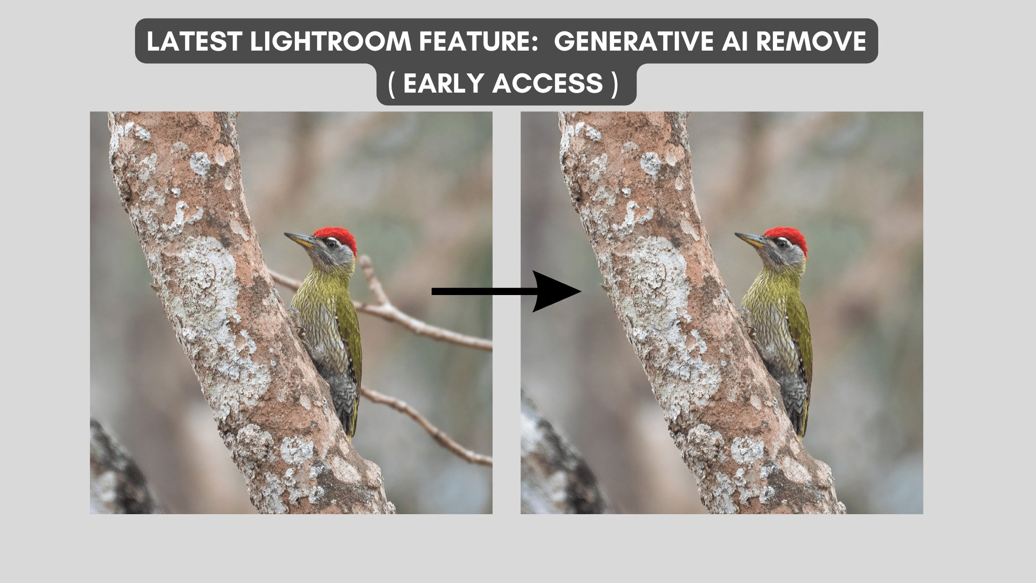Adobe Lightroom Unveils Game-Changing Generative AI Remove Tool