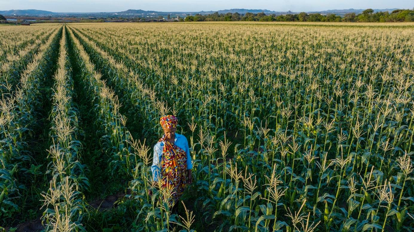 AI Innovations Transforming African Agriculture for a Sustainable Future