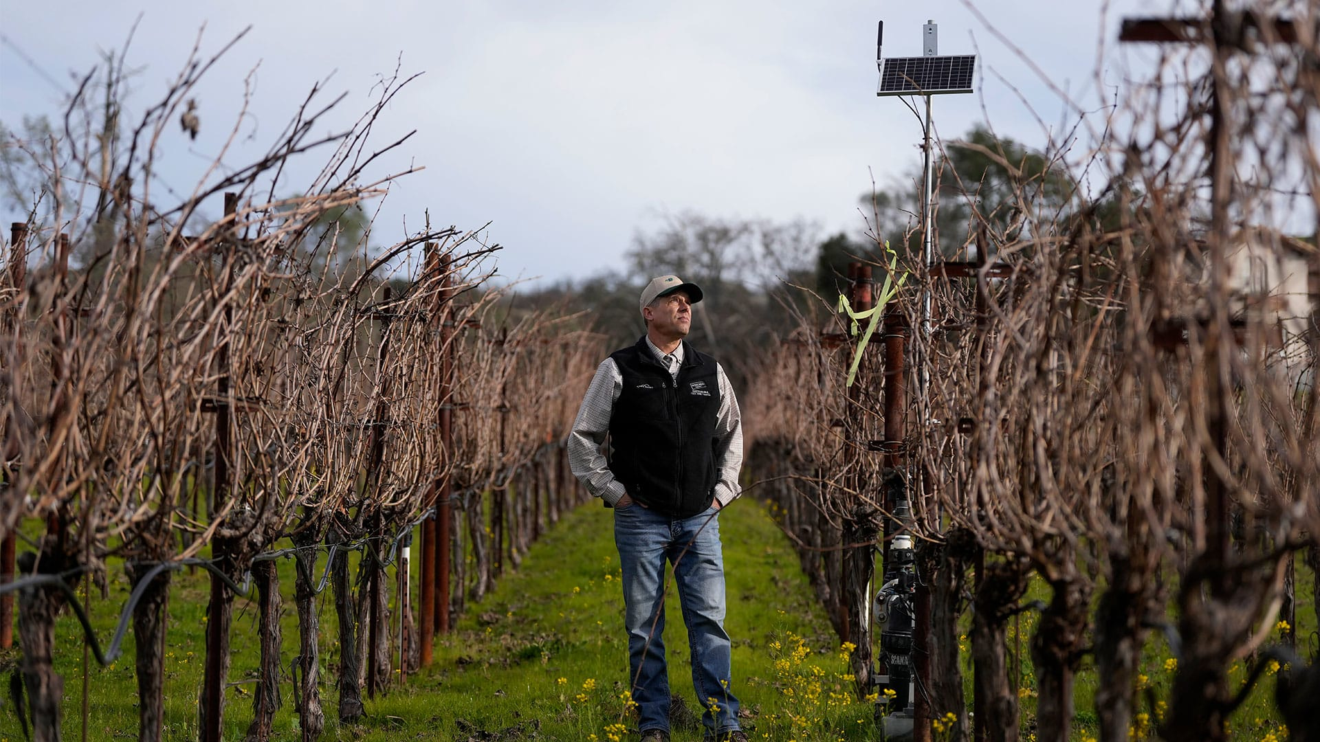 AI Transforms Vineyards – The Future of Smart Farming