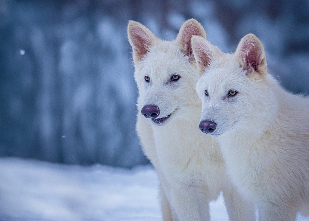 Colossal Biosciences Brings Dire Wolves Back from Extinction
