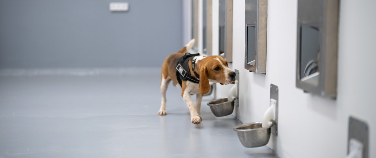 Innovative At-Home Cancer Screening – Dogs and AI Join Forces