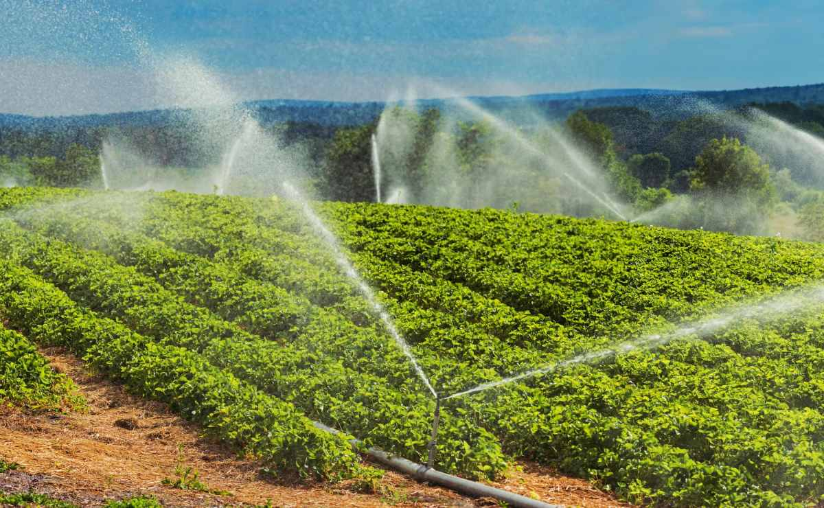 Innovative AI Startup Aims to Revolutionize Water Use in Agriculture