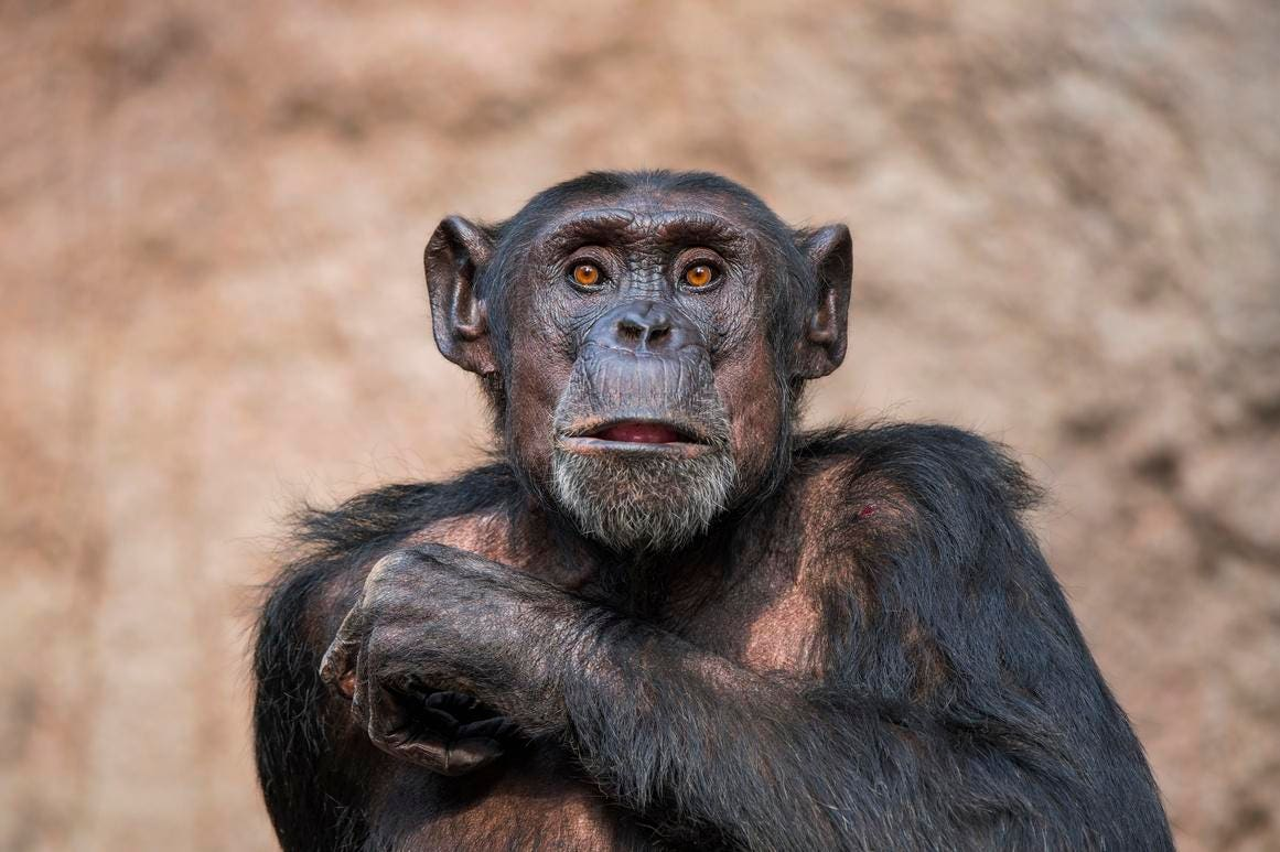 The Legacy of Jane Goodall – Rethinking Intelligence for AI’s Future