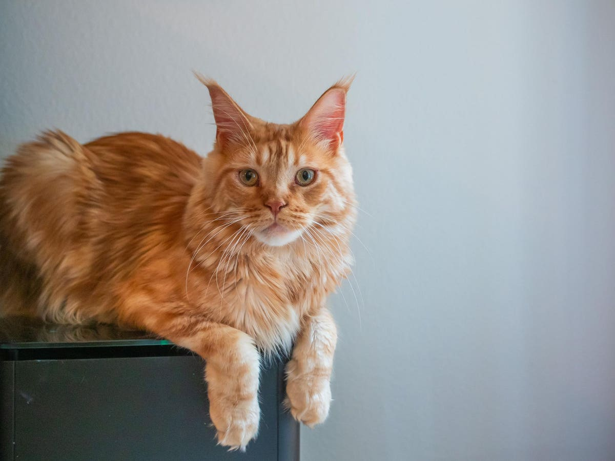 Reunited Through Technology – Louie’s Incredible 11-Day Journey Home