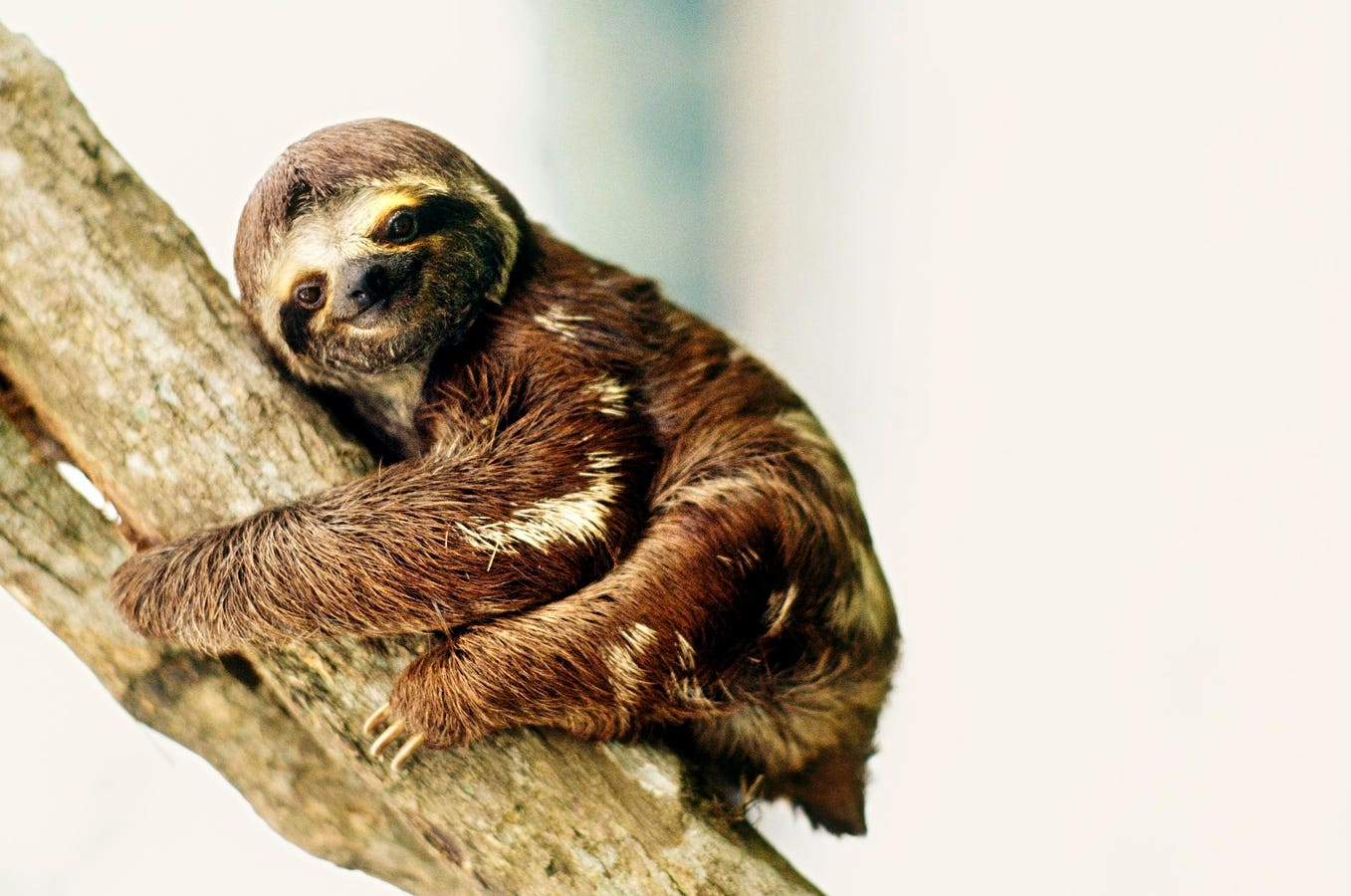 Runway’s Whisper Thunder – The Future of Video Generation