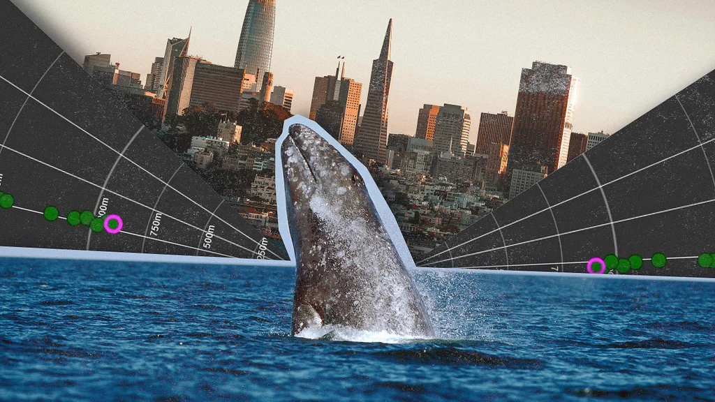 Whale Detection Tech Aims to Save Lives on San Francisco Bay Ferries